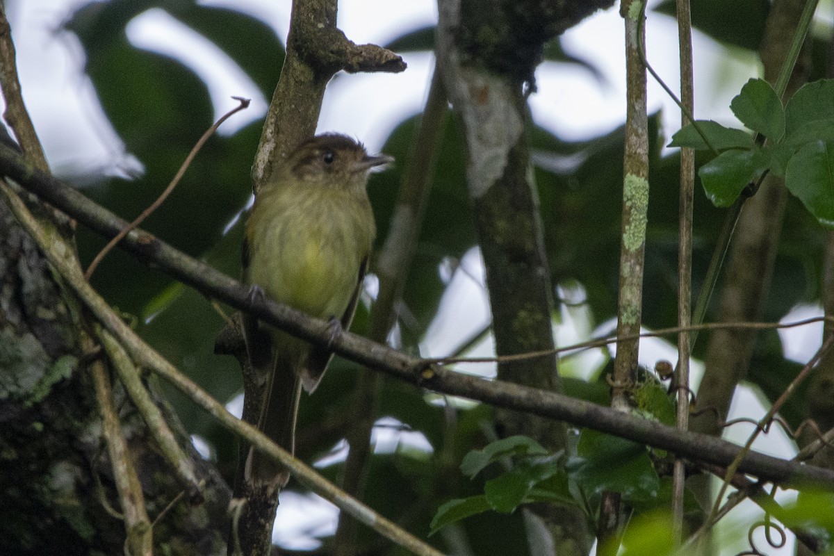 Sepia-capped Flycatcher - ML618133113