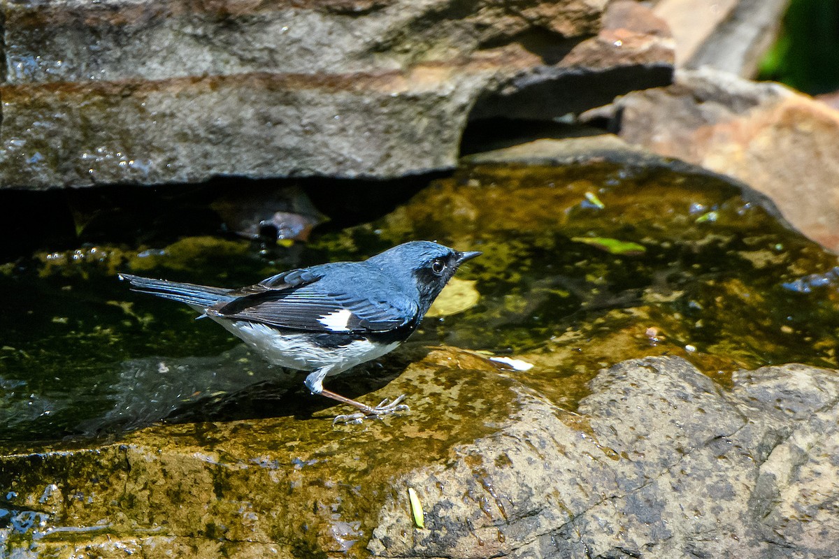 Black-throated Blue Warbler - ML618133126