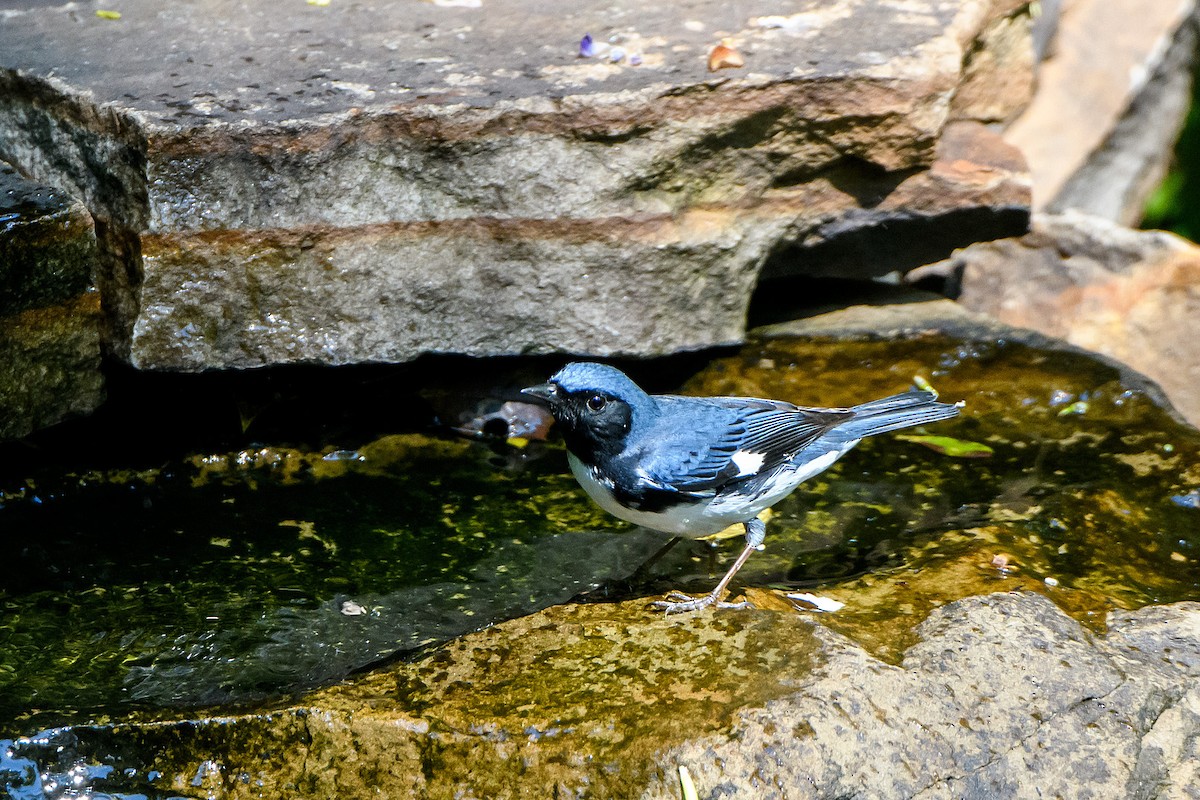 Black-throated Blue Warbler - ML618133127