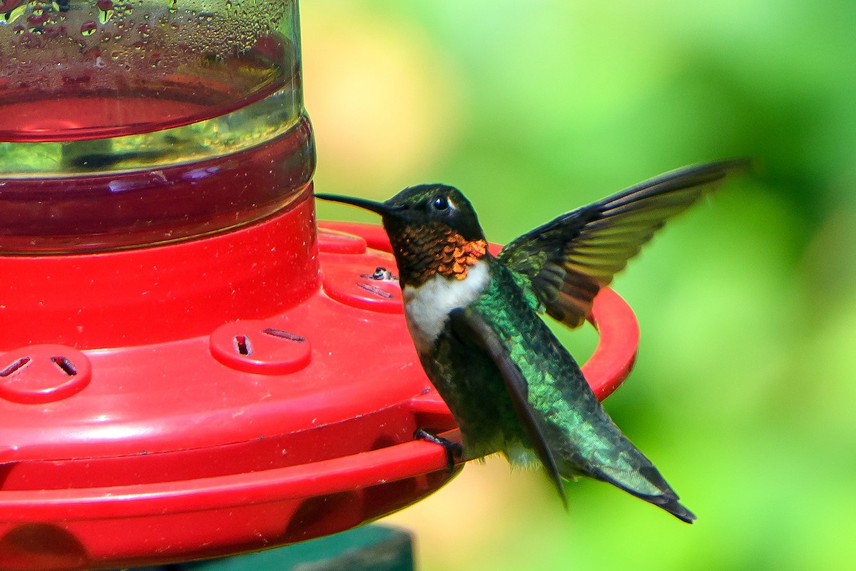 Ruby-throated Hummingbird - ML618133137