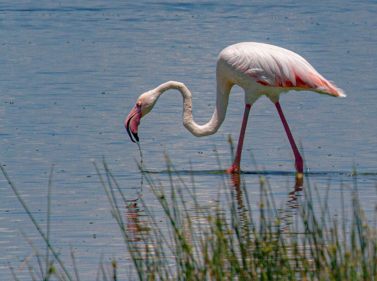Greater Flamingo - ML618133148