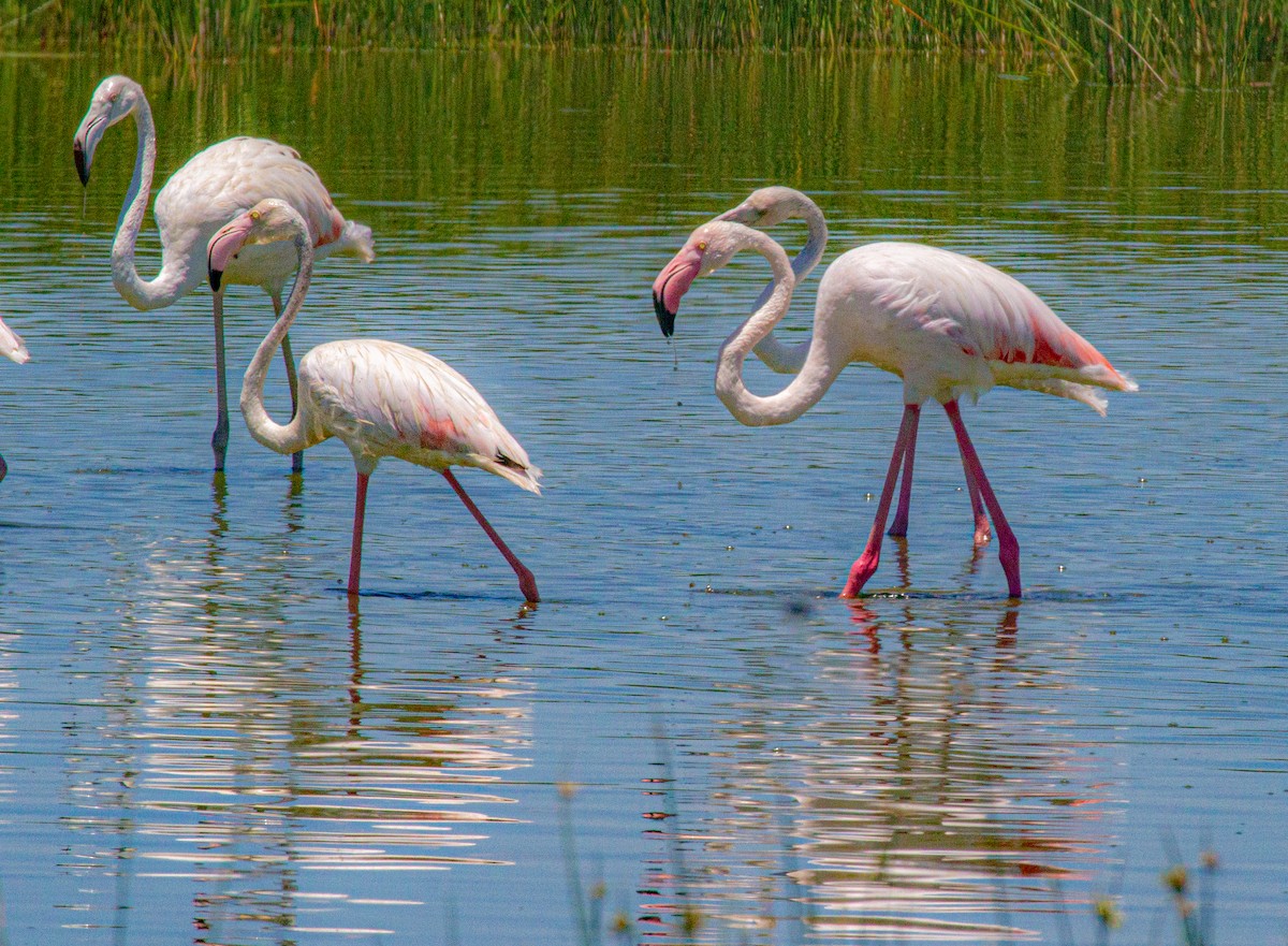 Greater Flamingo - ML618133152