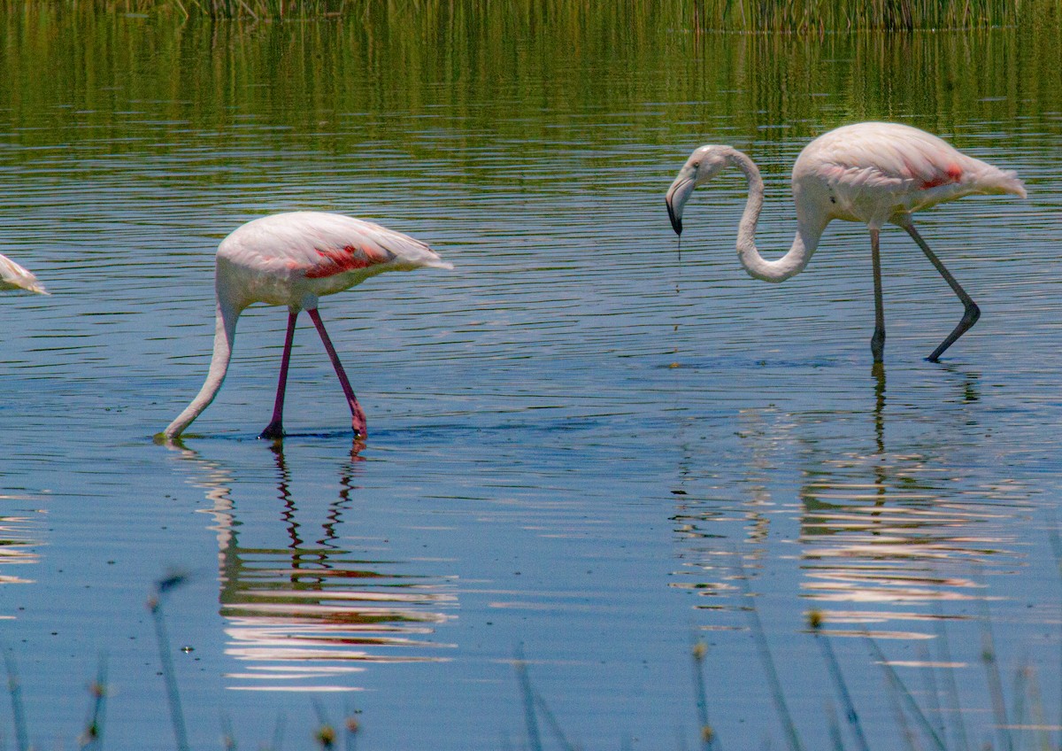 Greater Flamingo - Elena Kreuzberg