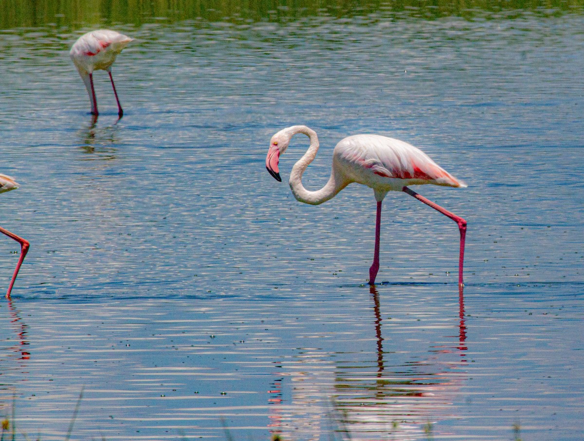 Greater Flamingo - Elena Kreuzberg