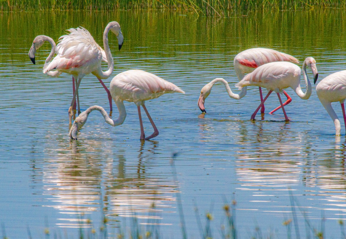 Greater Flamingo - ML618133155