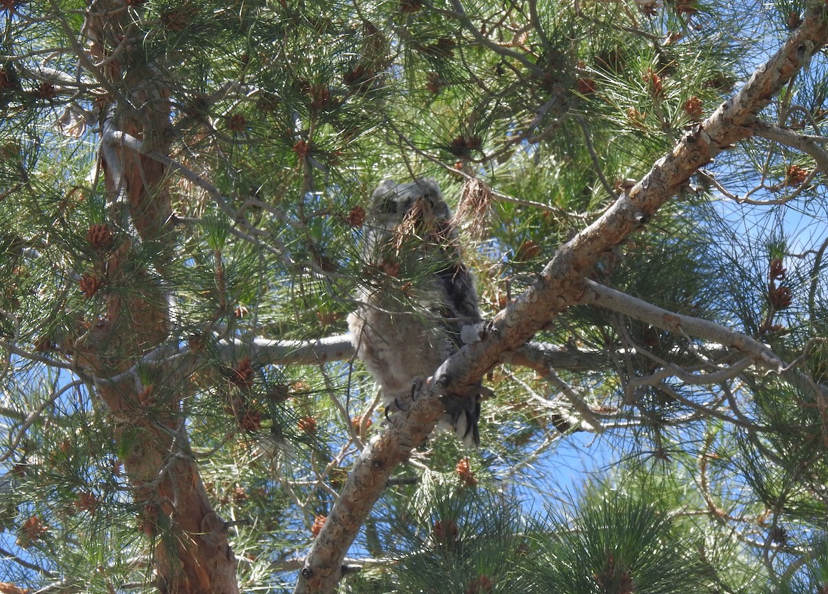 Great Horned Owl - ML618133172