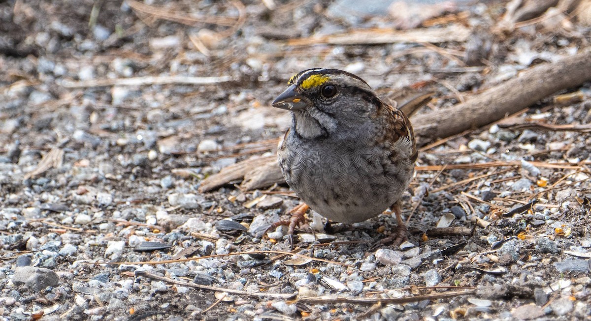 White-throated Sparrow - ML618133206