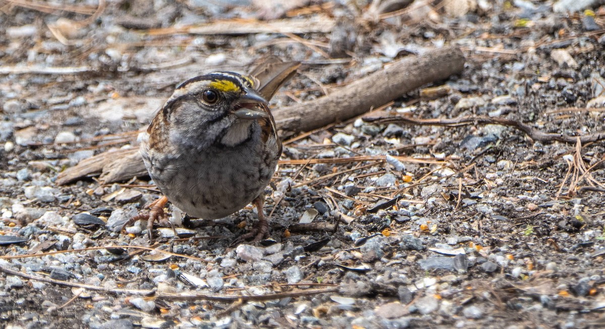 White-throated Sparrow - ML618133207