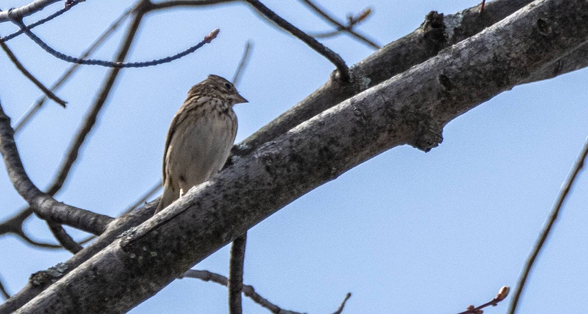 Vesper Sparrow - ML618133214