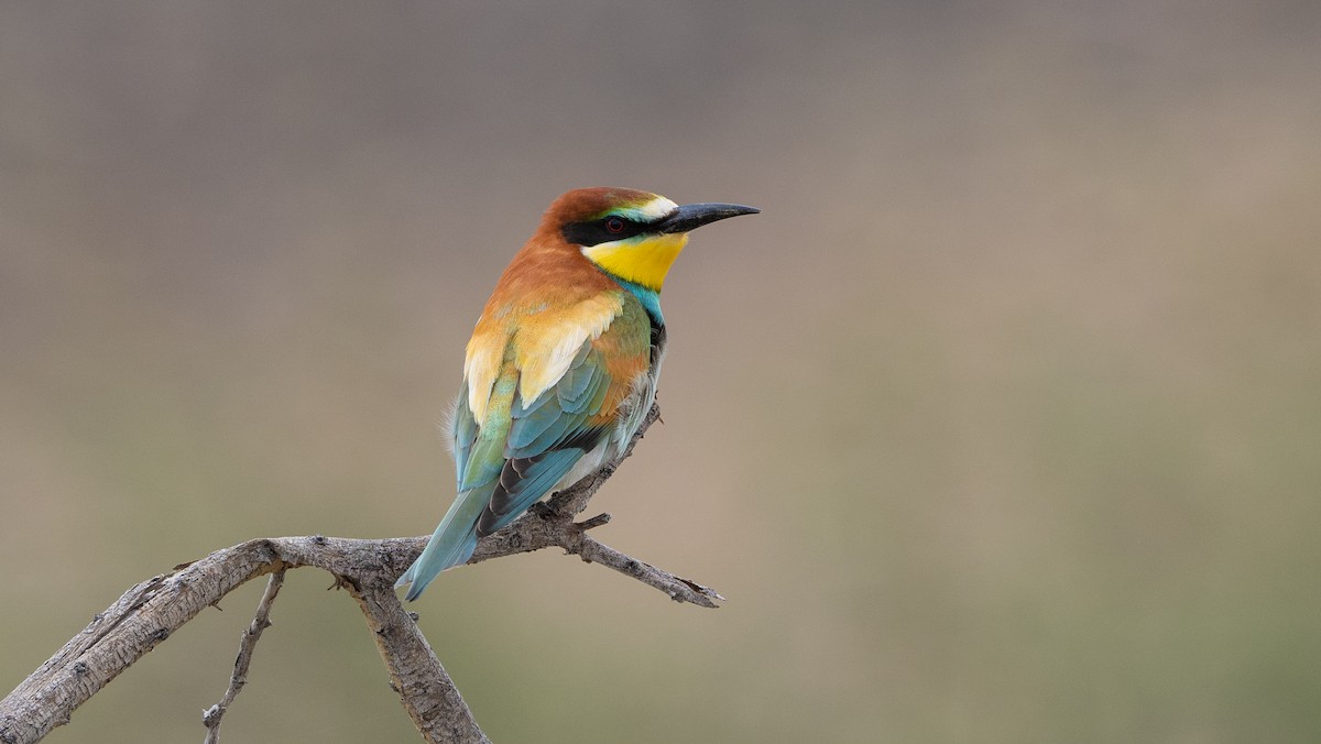 European Bee-eater - Nasir Almehrzi