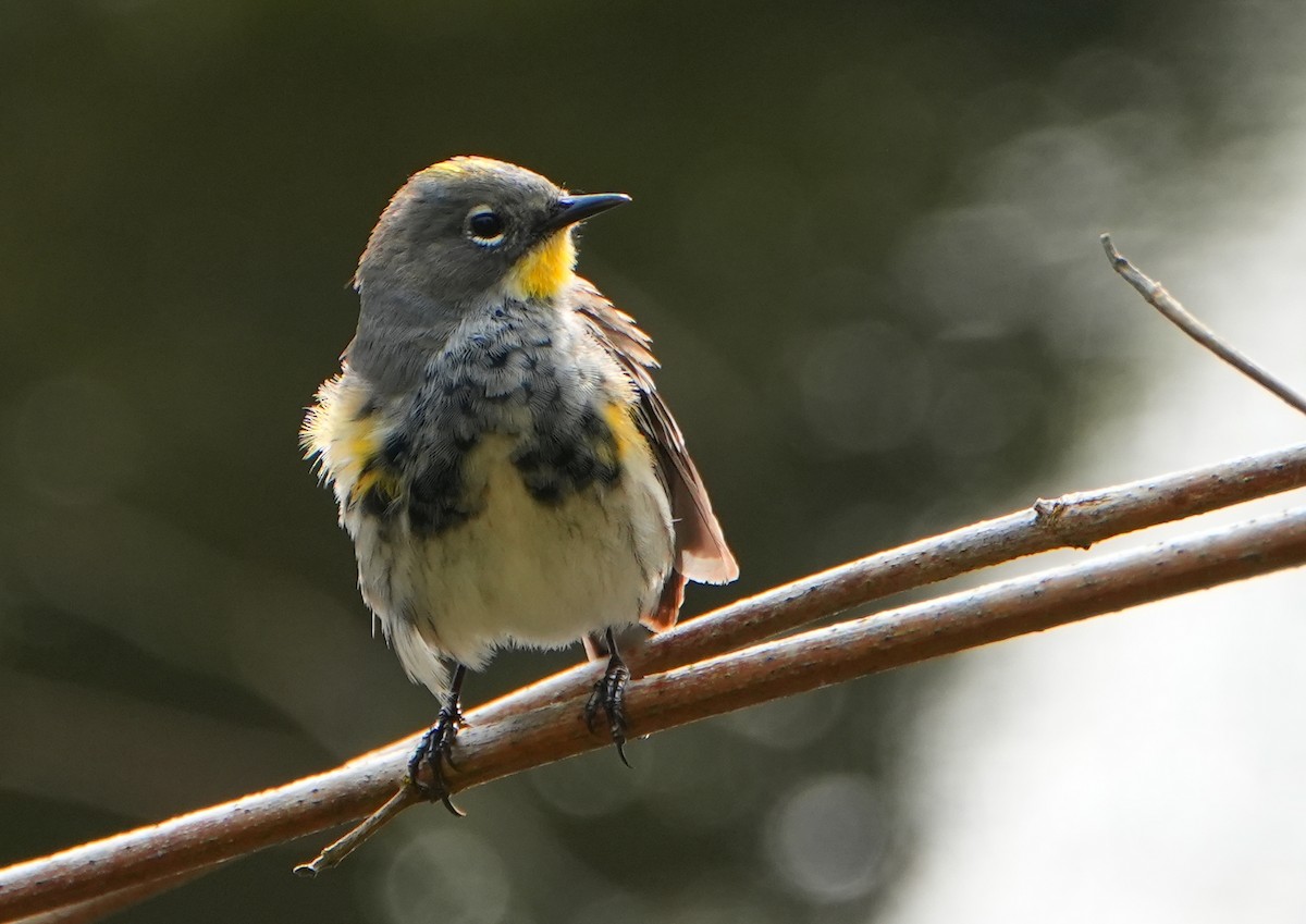 Yellow-rumped Warbler (Audubon's) - ML618133219