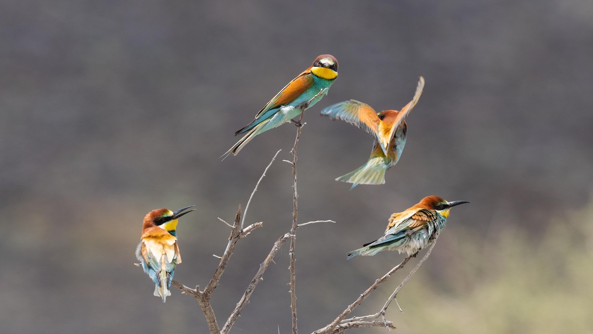European Bee-eater - Nasir Almehrzi