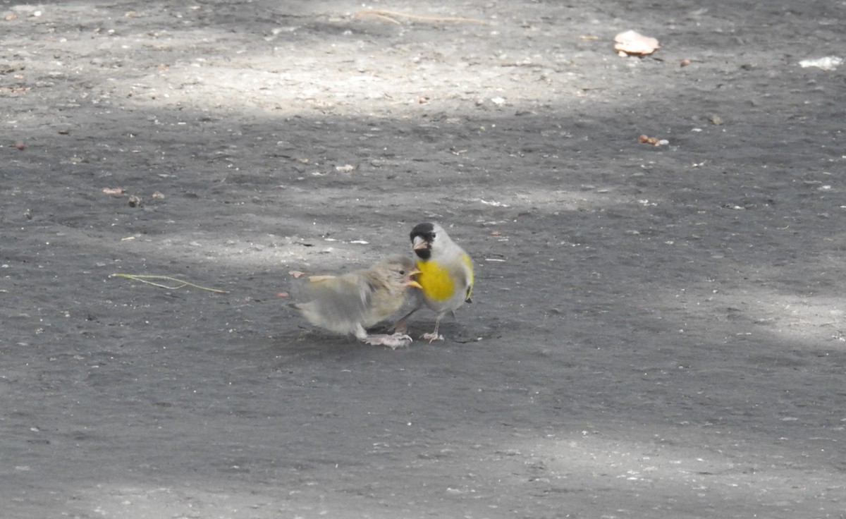 Lawrence's Goldfinch - ML618133247