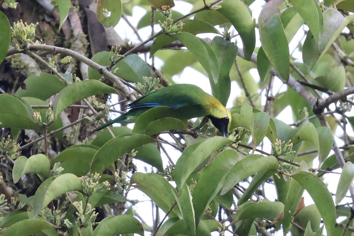 Blue-winged Leafbird - ML618133279