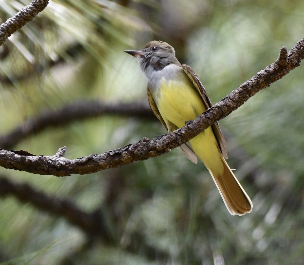 Great Crested Flycatcher - ML618133321