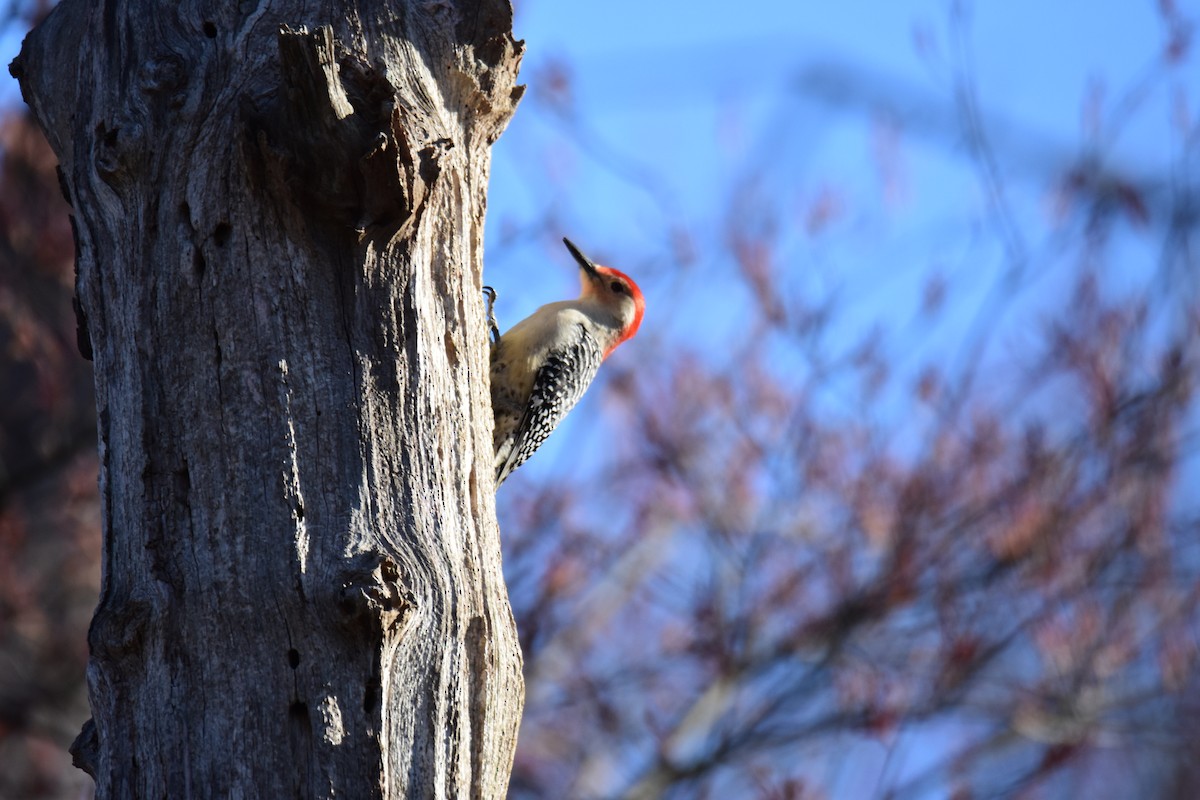 Red-bellied Woodpecker - Zachary Peterson