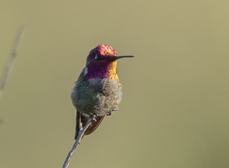 Anna's Hummingbird - Steve Hovey