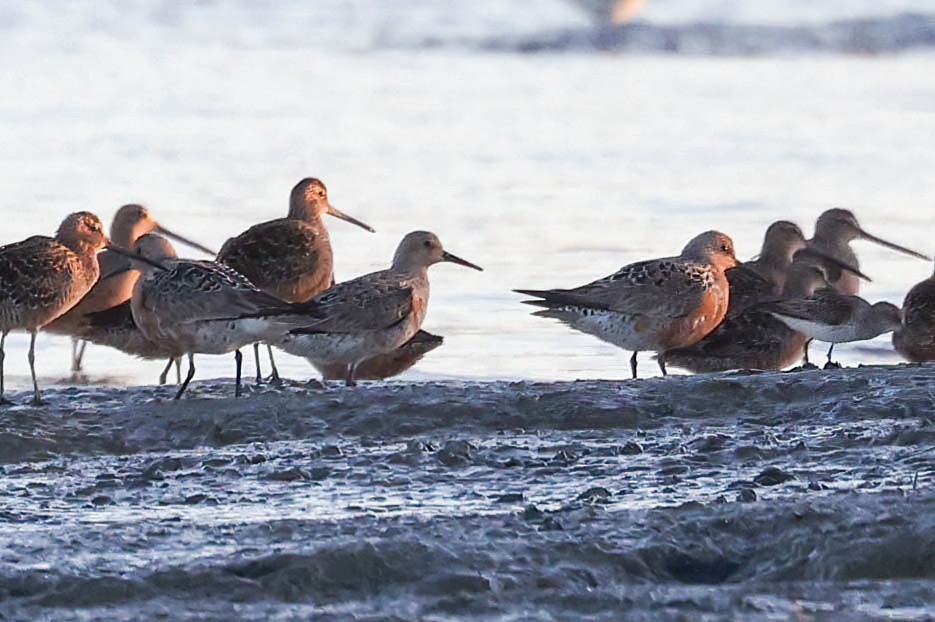 Red Knot - ML618133391