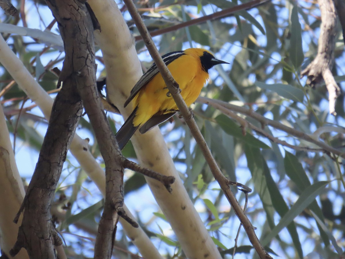 Hooded Oriole - Don Witter
