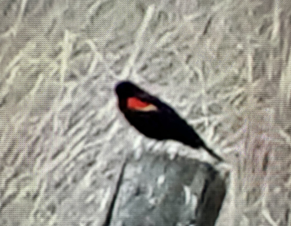 Red-winged Blackbird - ML618133416