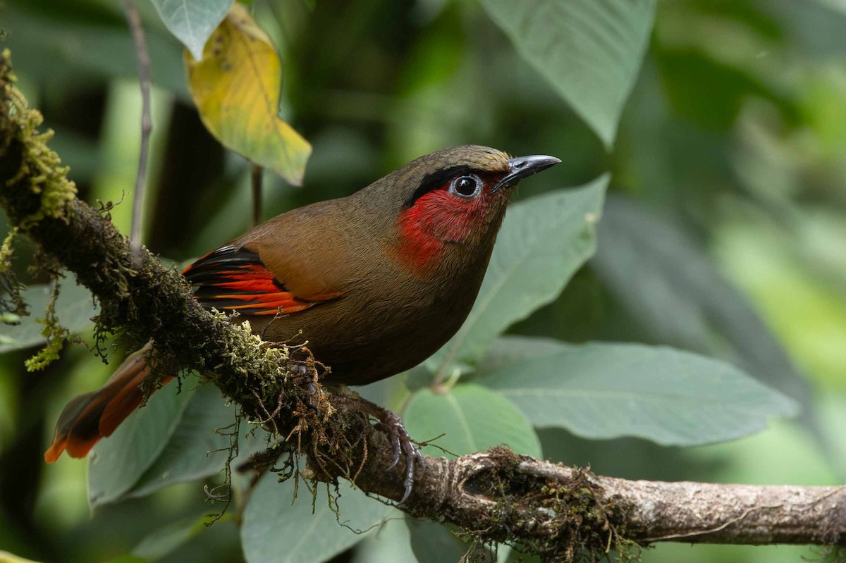 Red-faced Liocichla - ML618133417
