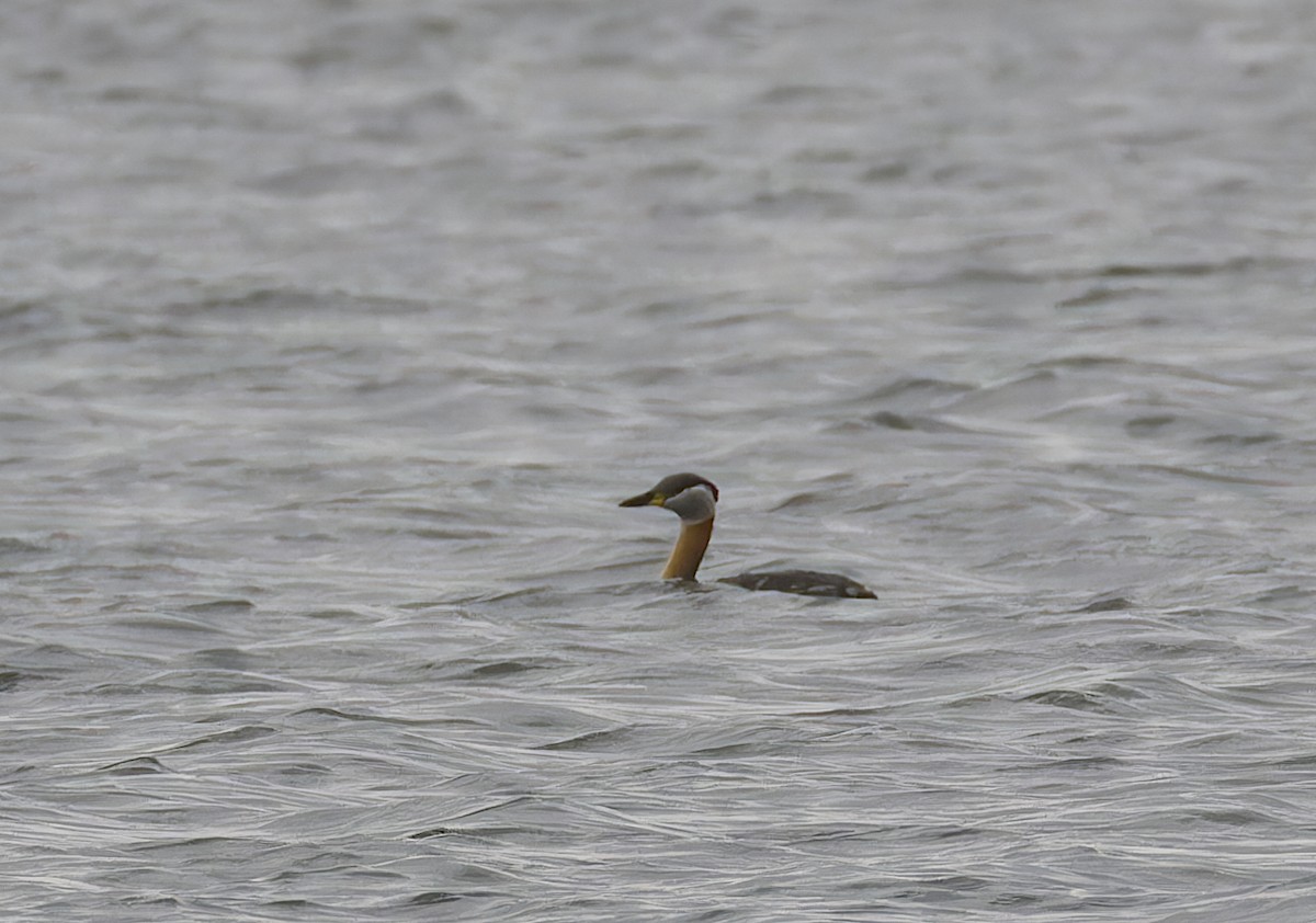 Red-necked Grebe - ML618133422