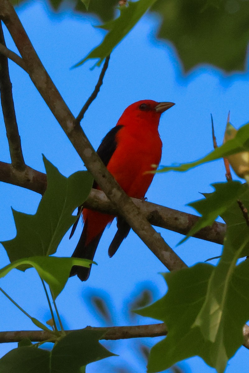 Scarlet Tanager - ML618133437