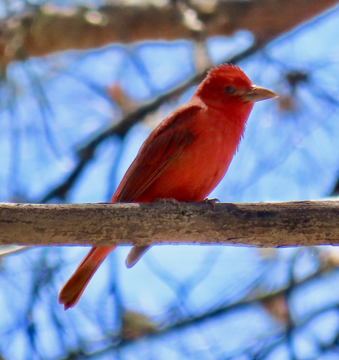 Summer Tanager - Don Witter