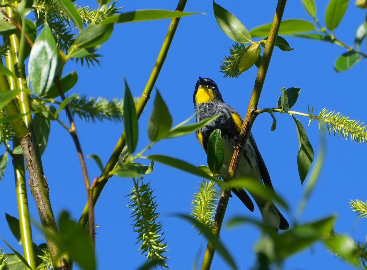 Yellow-rumped Warbler (Audubon's) - Jack Maynard