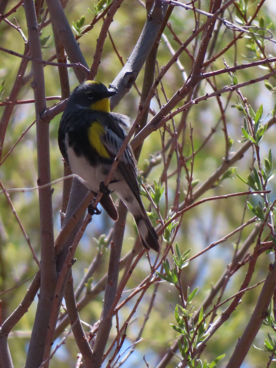 Yellow-rumped Warbler (Audubon's) - Diane Wong-Kone