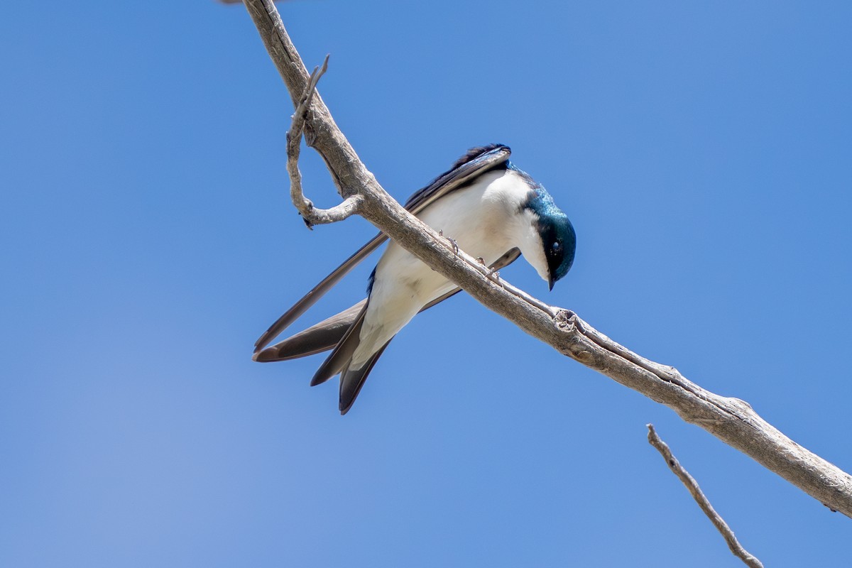 Tree Swallow - Robert Raker
