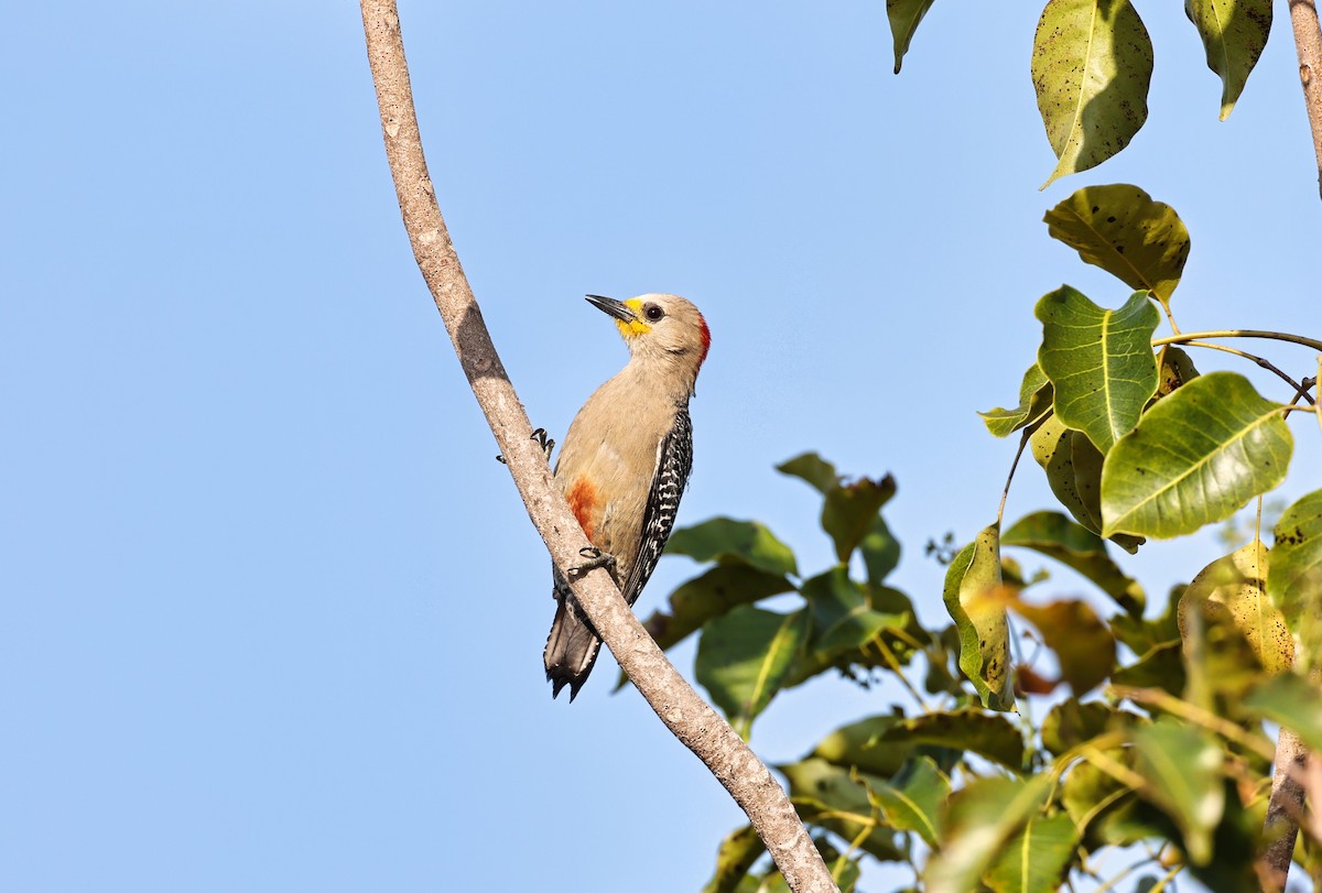 Yucatan Woodpecker - ML618133521