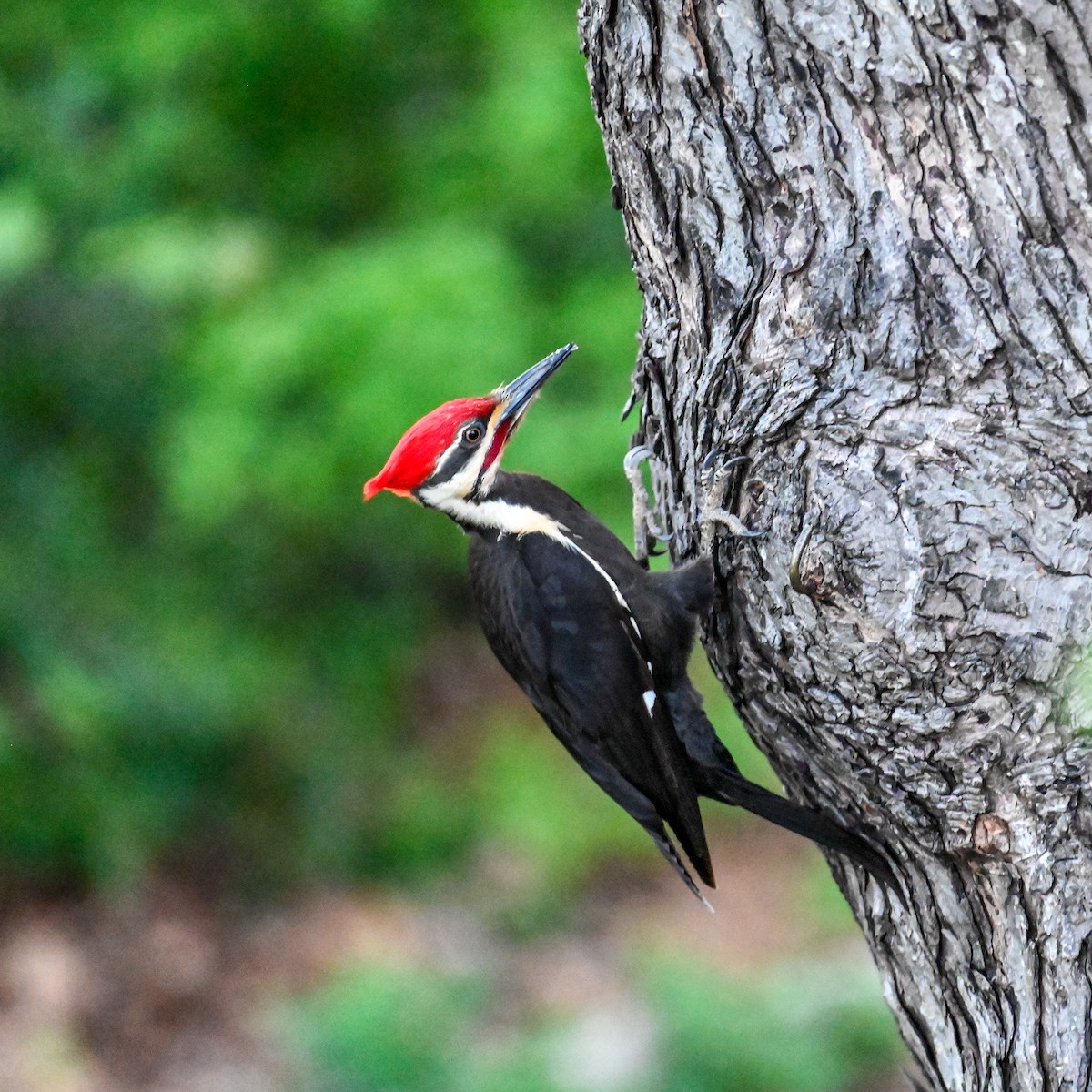 Pileated Woodpecker - ML618133523