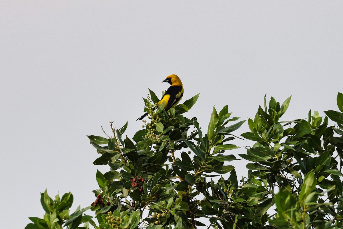 Yellow-tailed Oriole - A & C Tennant