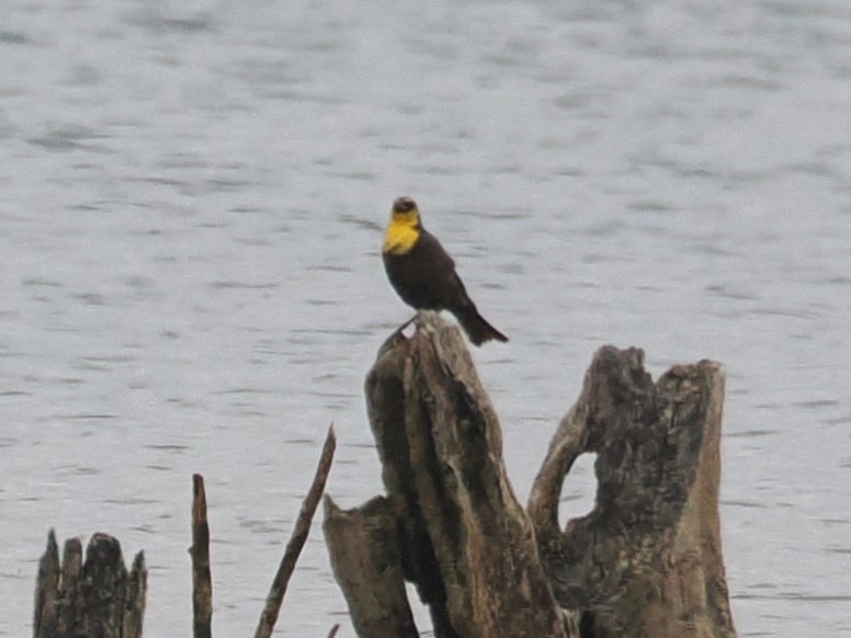 Yellow-headed Blackbird - ML618133543