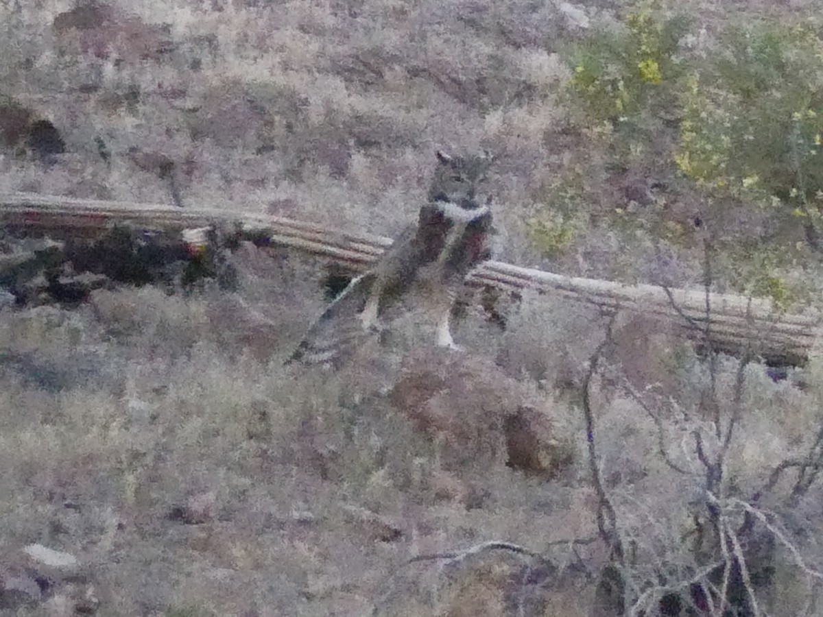 Great Horned Owl - ML618133566