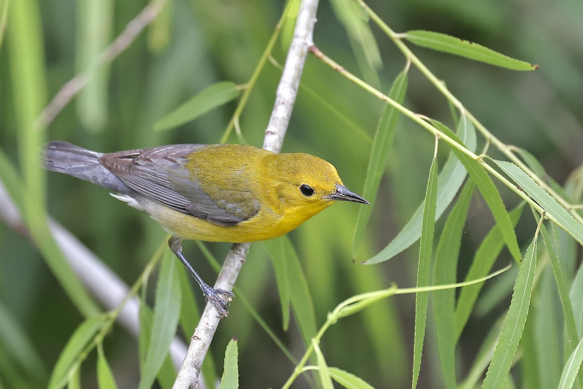 Prothonotary Warbler - ML618133580