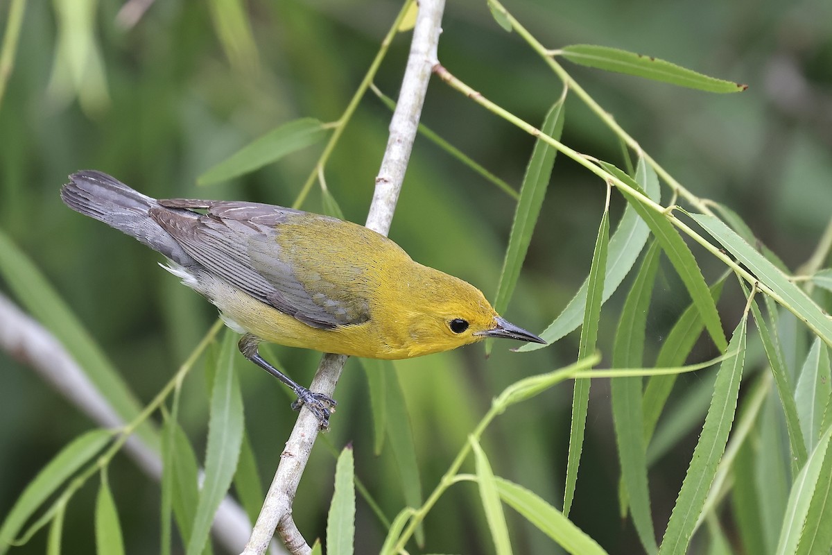 Prothonotary Warbler - ML618133581