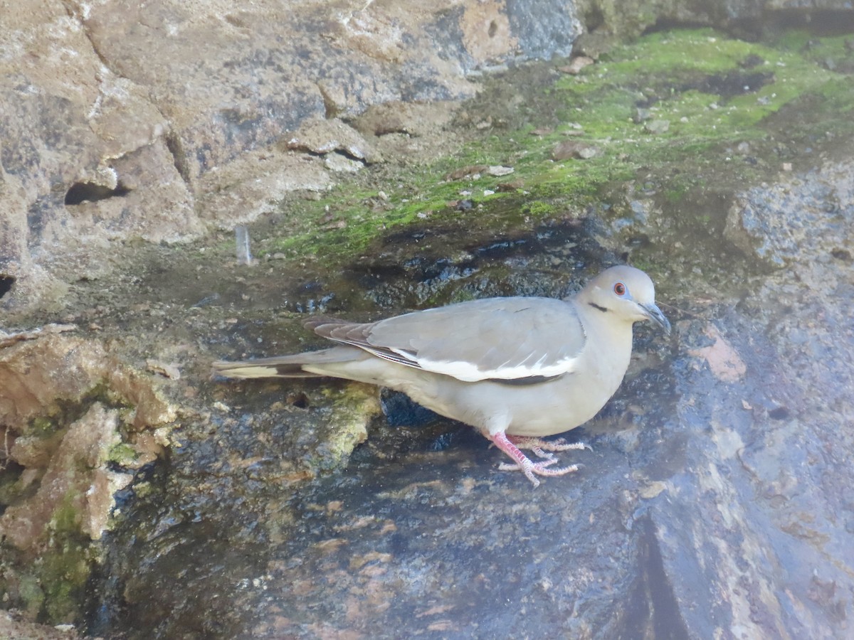 White-winged Dove - ML618133583