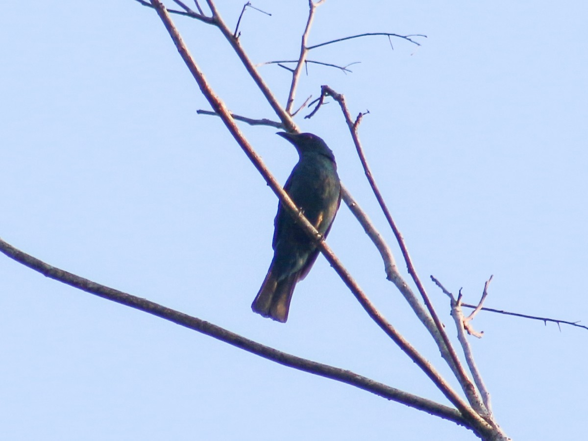 Asian Fairy-bluebird - ML618133591