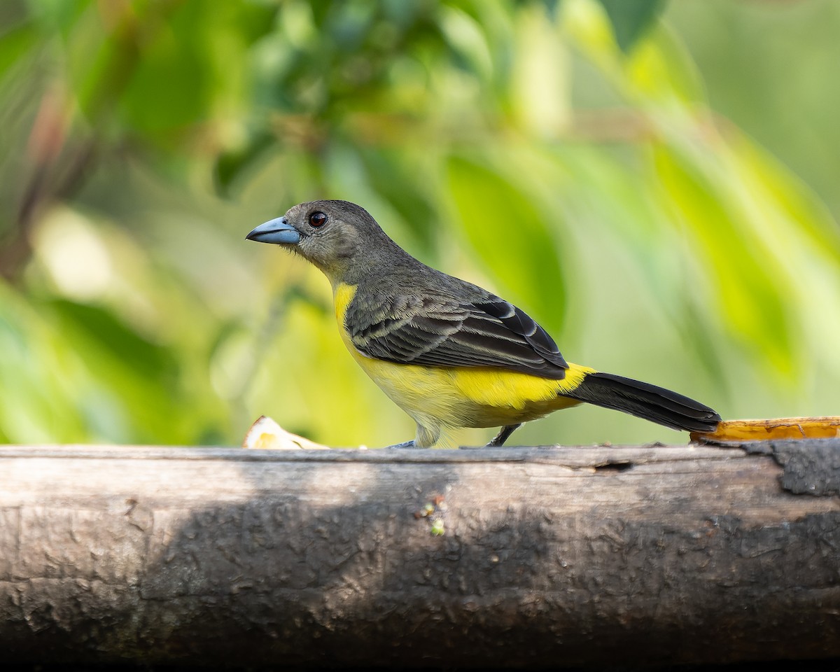 Flame-rumped Tanager - ML618133595