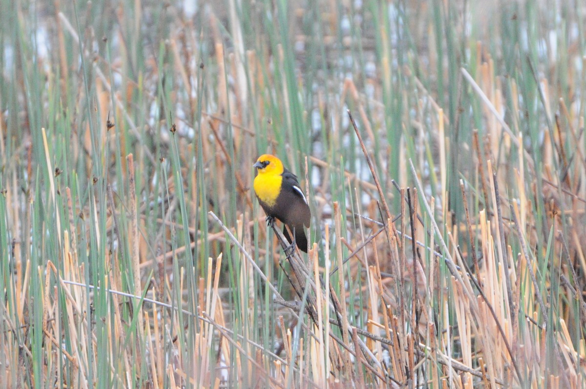 Yellow-headed Blackbird - ML618133615
