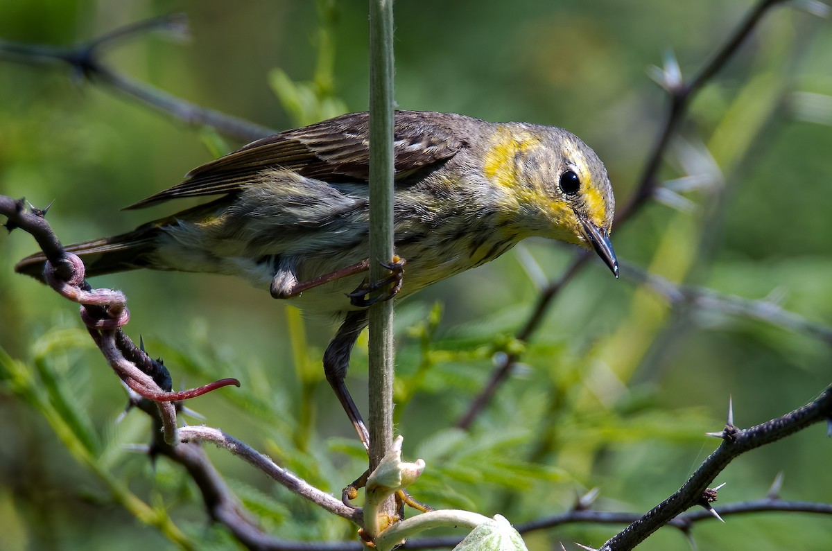 Cape May Warbler - ML618133630