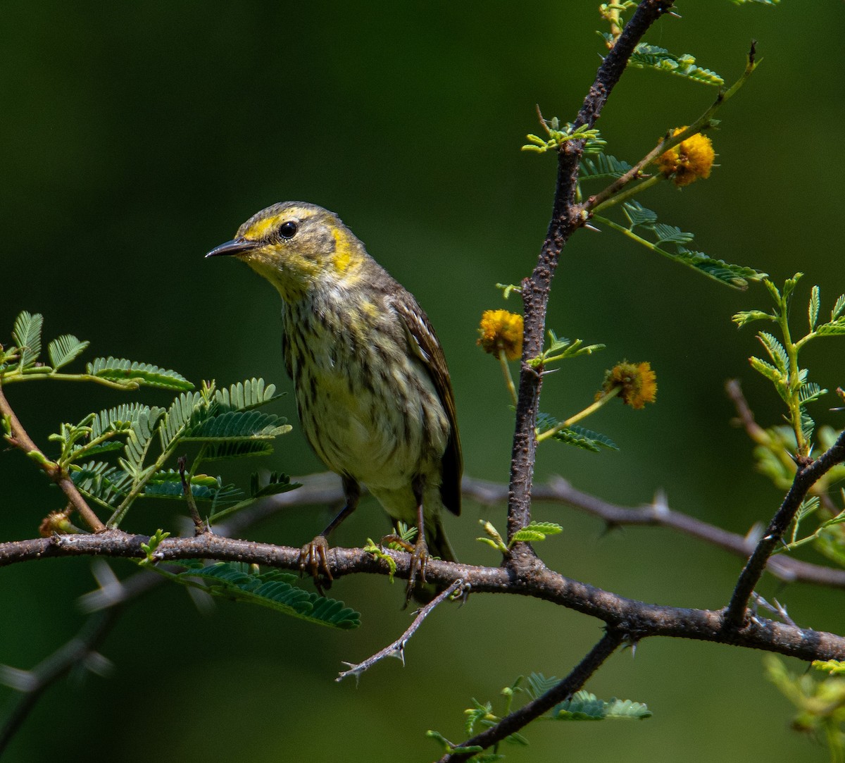Cape May Warbler - Kenneth Eyster