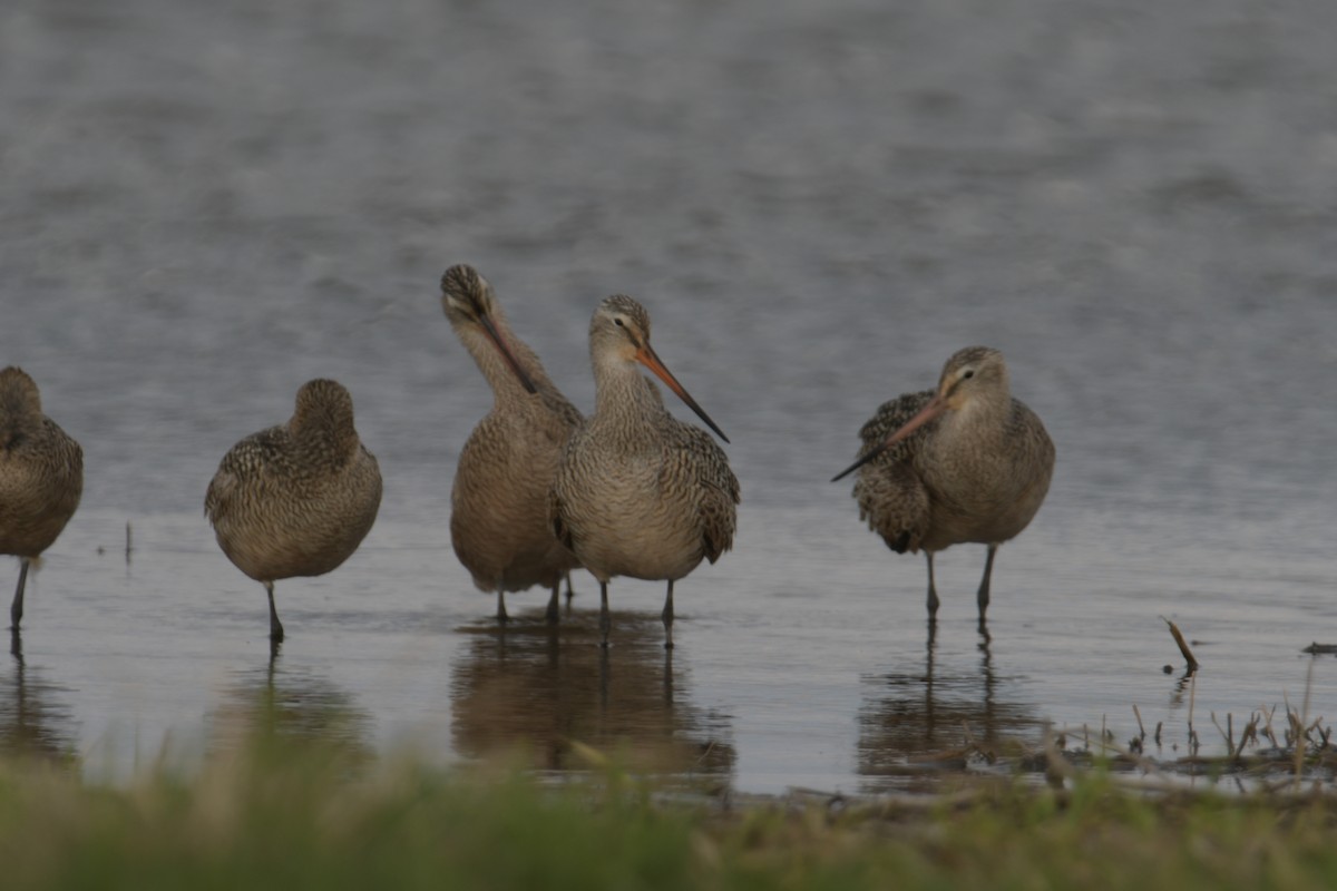 Marbled Godwit - Cathy Del Valle
