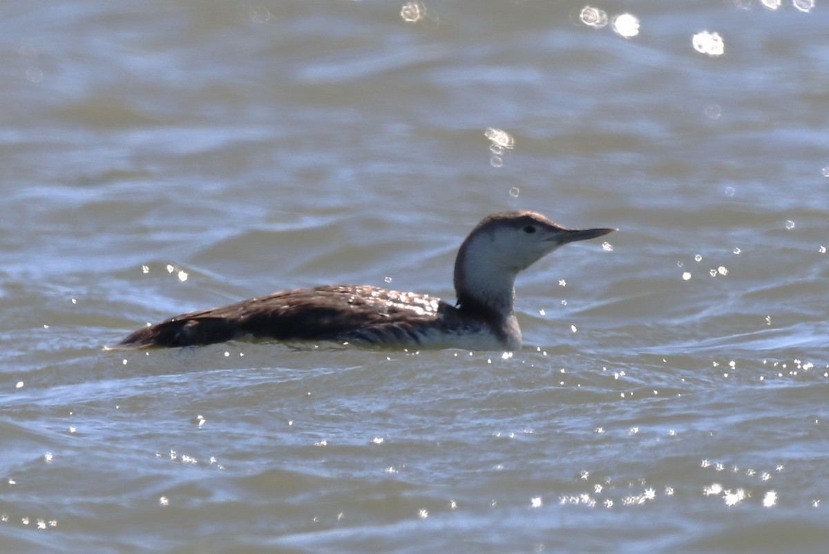 Red-throated Loon - ML618133636