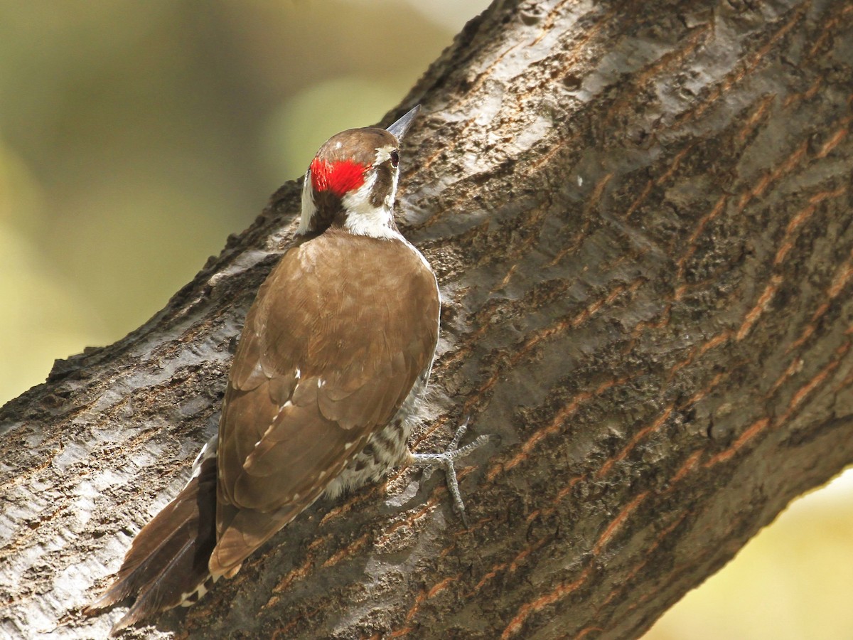 Arizona Woodpecker - Carl Poldrack