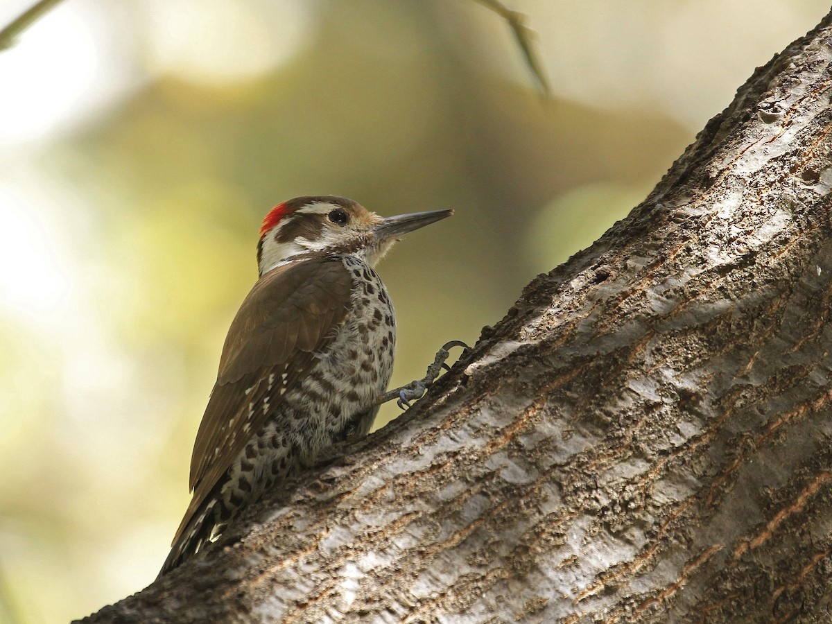 Arizona Woodpecker - Carl Poldrack