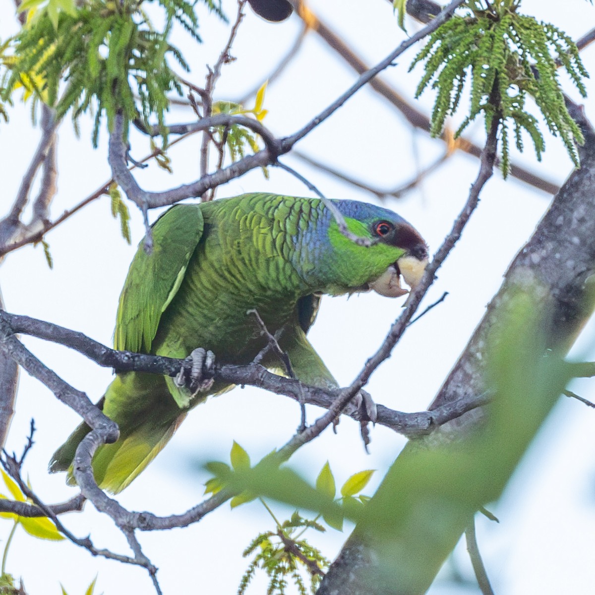 Lilac-crowned Parrot - ML618133639
