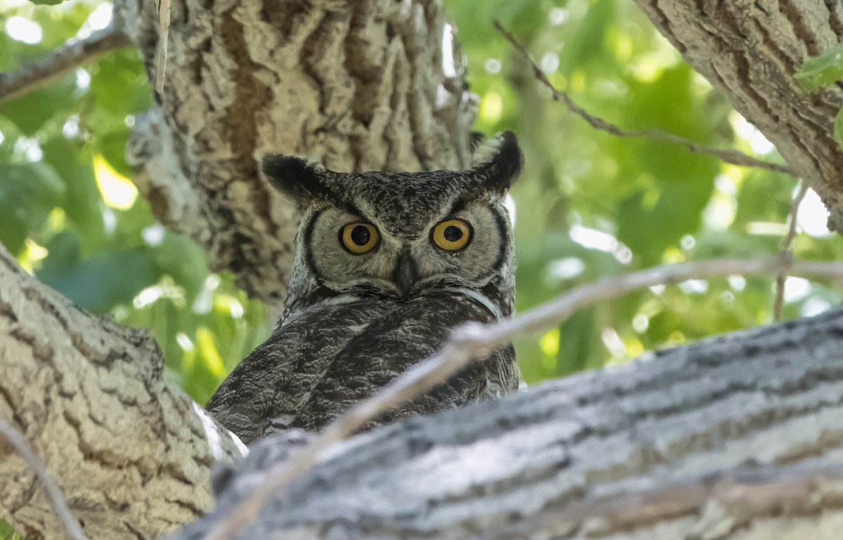 Great Horned Owl - ML618133643